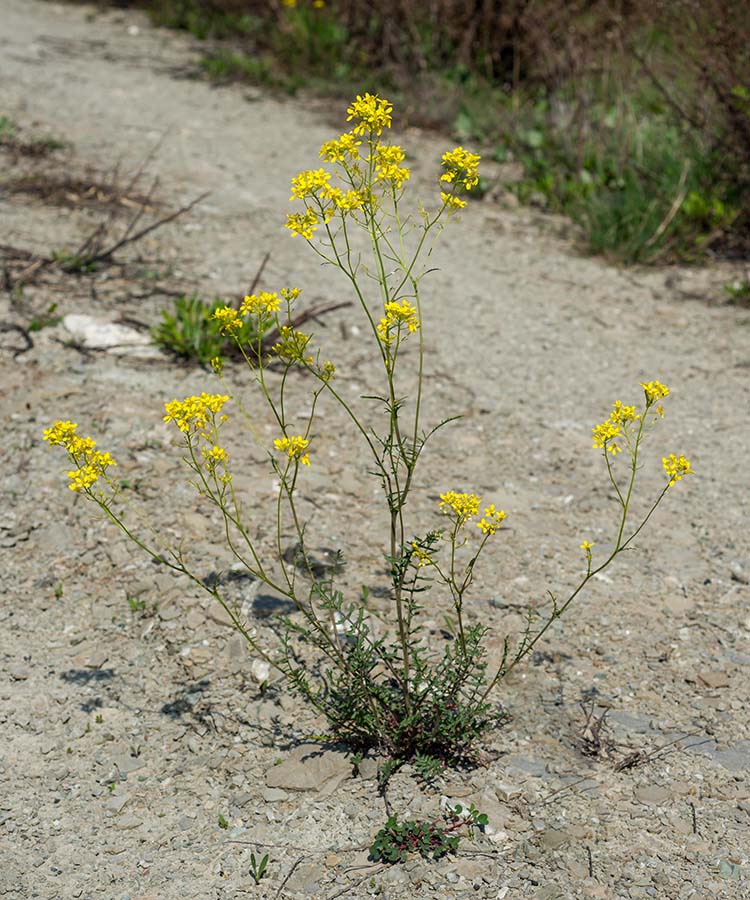 Erucastrum nasturtiifolium vs. Coincya monensis ssp. cheiranthos